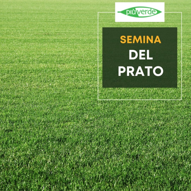 Semina del prato